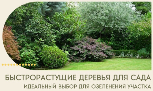 Быстрорастущие деревья для сада идеальный выбор в Горячем Ключе