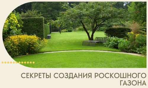 Секреты создания роскошного газона в Горячем Ключе
